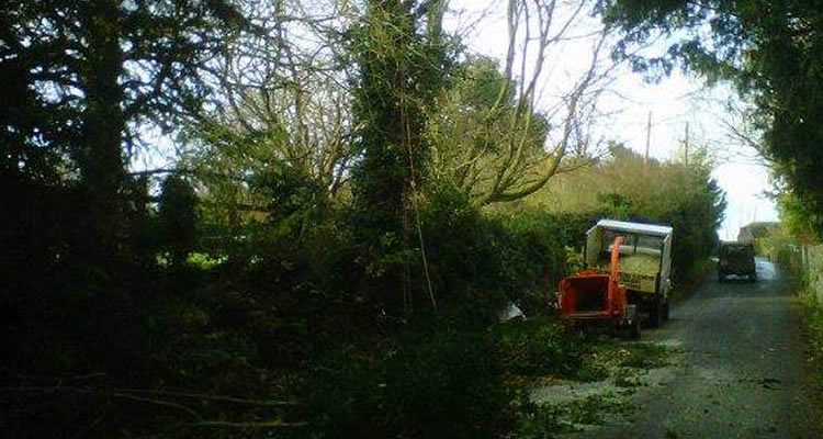 hedge removal in kent